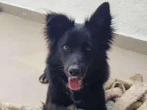 Cachorro raça SRD-ViraLata idade 1 ano nome Romeu