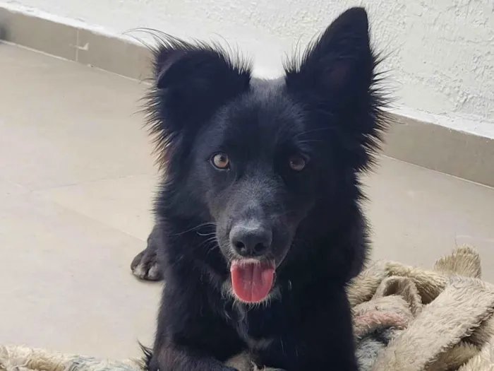 Cachorro ra a SRD-ViraLata idade 1 ano nome Romeu