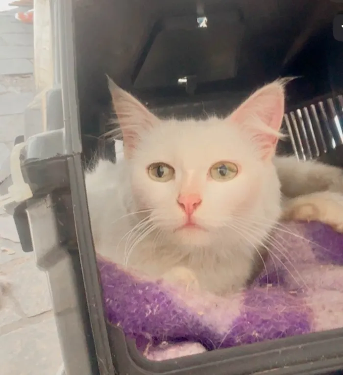 Gato ra a Angorá idade 1 ano nome Neve 