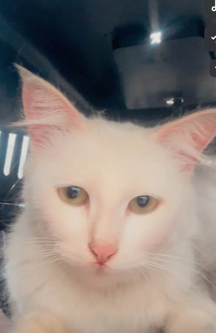 Gato ra a Angorá idade 1 ano nome Neve 
