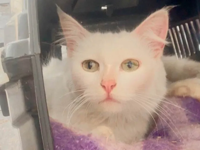 Gato ra a Angorá idade 1 ano nome Neve 