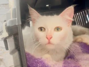 Gato raça Angorá idade 1 ano nome Neve 