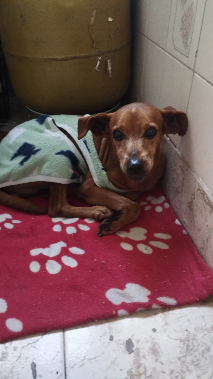Cachorro ra a SRD-ViraLata idade 6 ou mais anos nome Sem nome