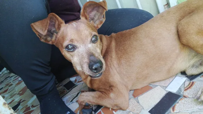 Cachorro ra a SRD-ViraLata idade 6 ou mais anos nome Sem nome