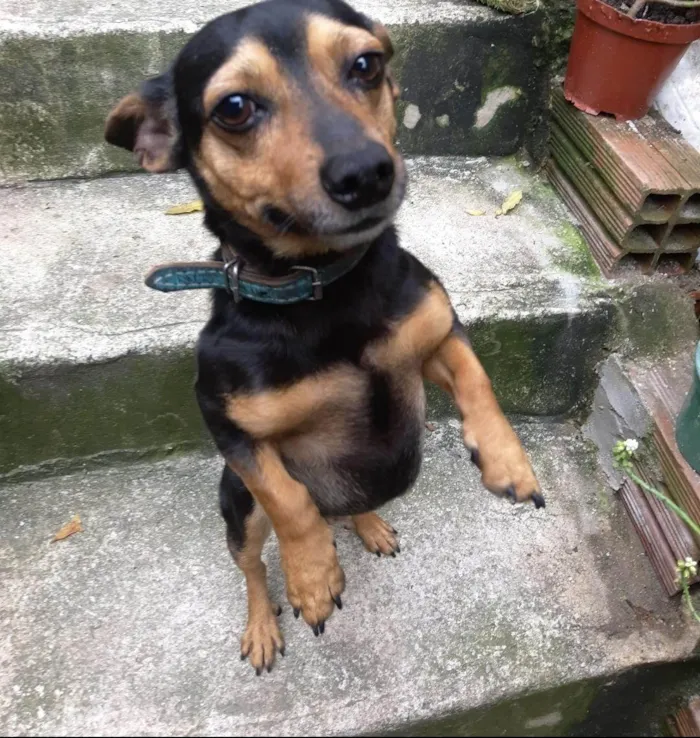 Cachorro ra a SRD-ViraLata idade 6 ou mais anos nome Milu