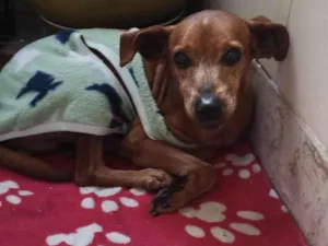 Cachorro raça SRD-ViraLata idade 6 ou mais anos nome Sem nome
