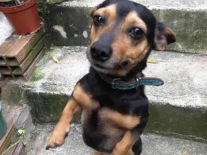Cachorro raça SRD-ViraLata idade 6 ou mais anos nome Milu