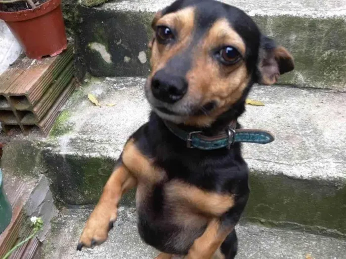 Cachorro ra a SRD-ViraLata idade 6 ou mais anos nome Milu