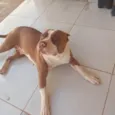 Safira 