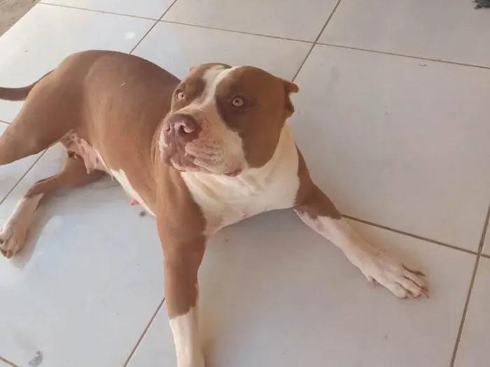 Cachorro ra a Pit-Bull idade 1 ano nome Safira 