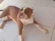 Safira 