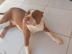 Cachorro raça Pit-Bull idade 1 ano nome Safira 