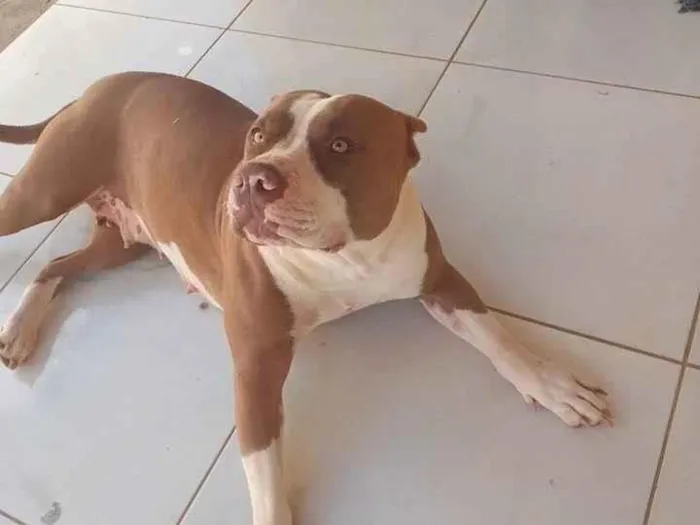 Cachorro ra a Pit-Bull idade 1 ano nome Safira 