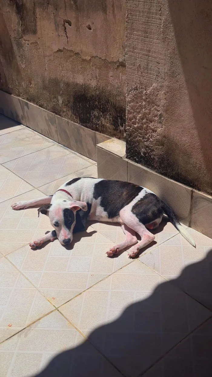 Cachorro ra a SRD-ViraLata idade 1 ano nome Pirata