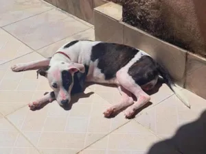Cachorro raça SRD-ViraLata idade 1 ano nome Pirata