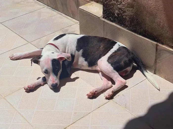 Cachorro ra a SRD-ViraLata idade 1 ano nome Pirata