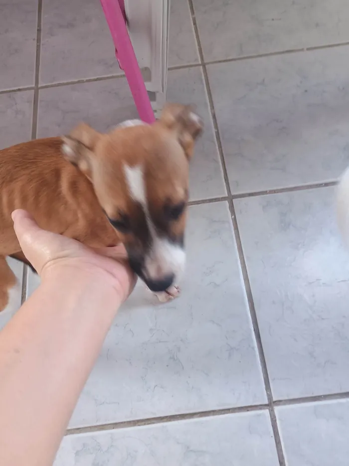 Cachorro ra a SRD-ViraLata idade 2 a 6 meses nome ANA CRISTINA LEITAO DOS SANTOS