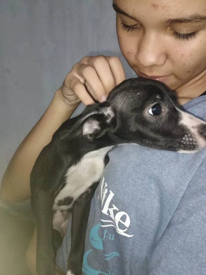 Cachorro ra a SRD-ViraLata idade 2 a 6 meses nome ANA CRISTINA LEITAO DOS SANTOS