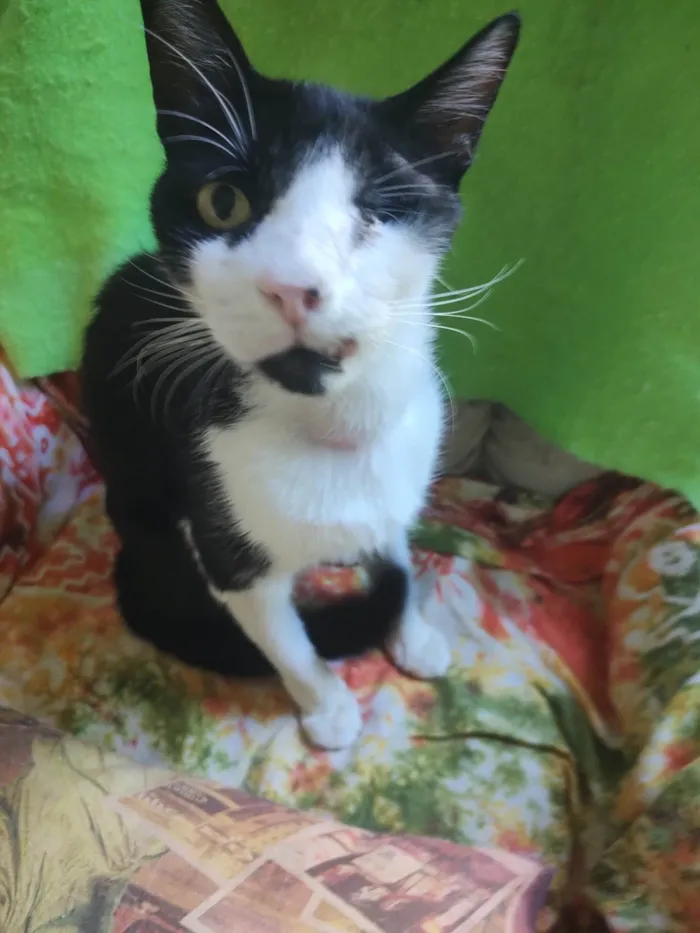 Gato ra a SRD-ViraLata idade 7 a 11 meses nome Vitório 