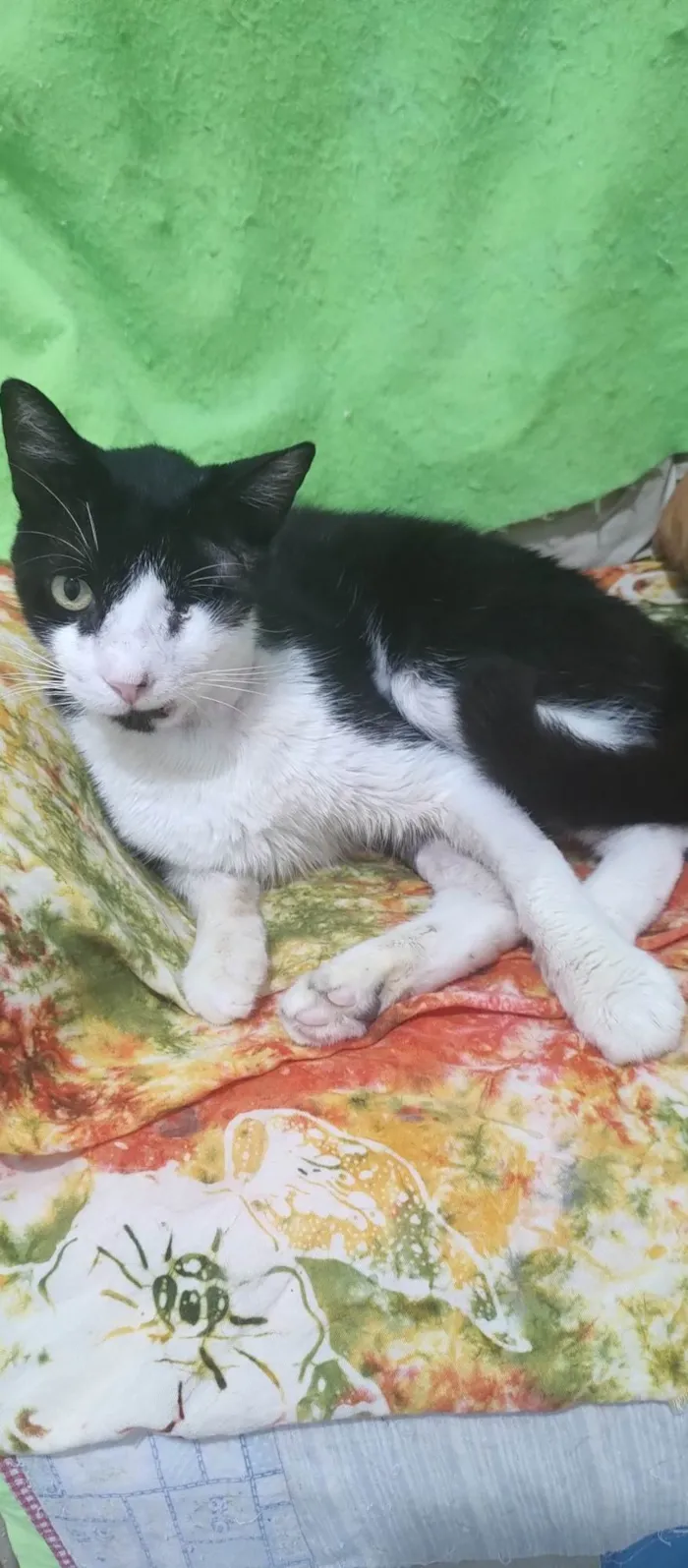 Gato ra a SRD-ViraLata idade 7 a 11 meses nome Vitório 