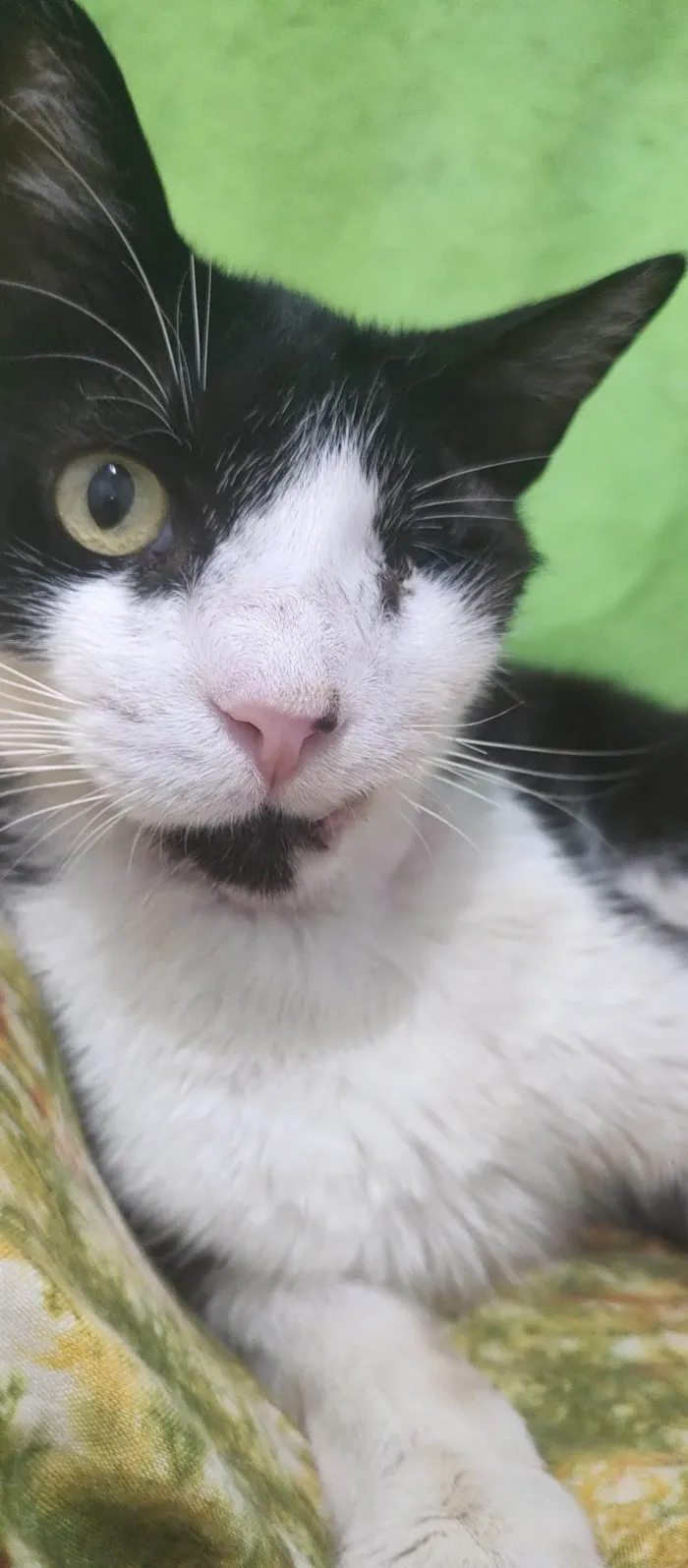 Gato ra a SRD-ViraLata idade 7 a 11 meses nome Vitório 