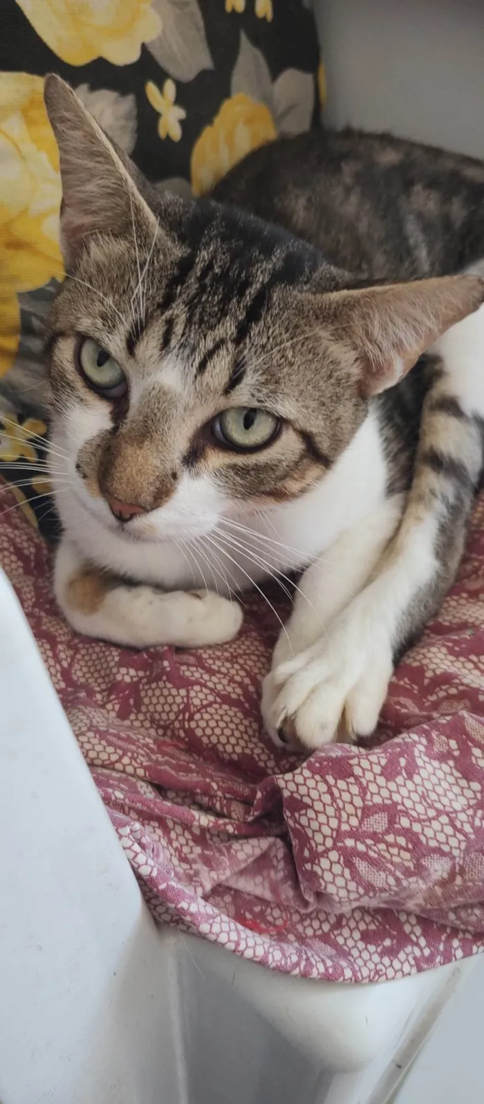 Gato ra a SRD-ViraLata idade 7 a 11 meses nome Brilhoso