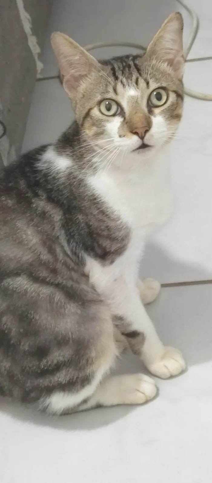 Gato ra a SRD-ViraLata idade 7 a 11 meses nome Brilhoso