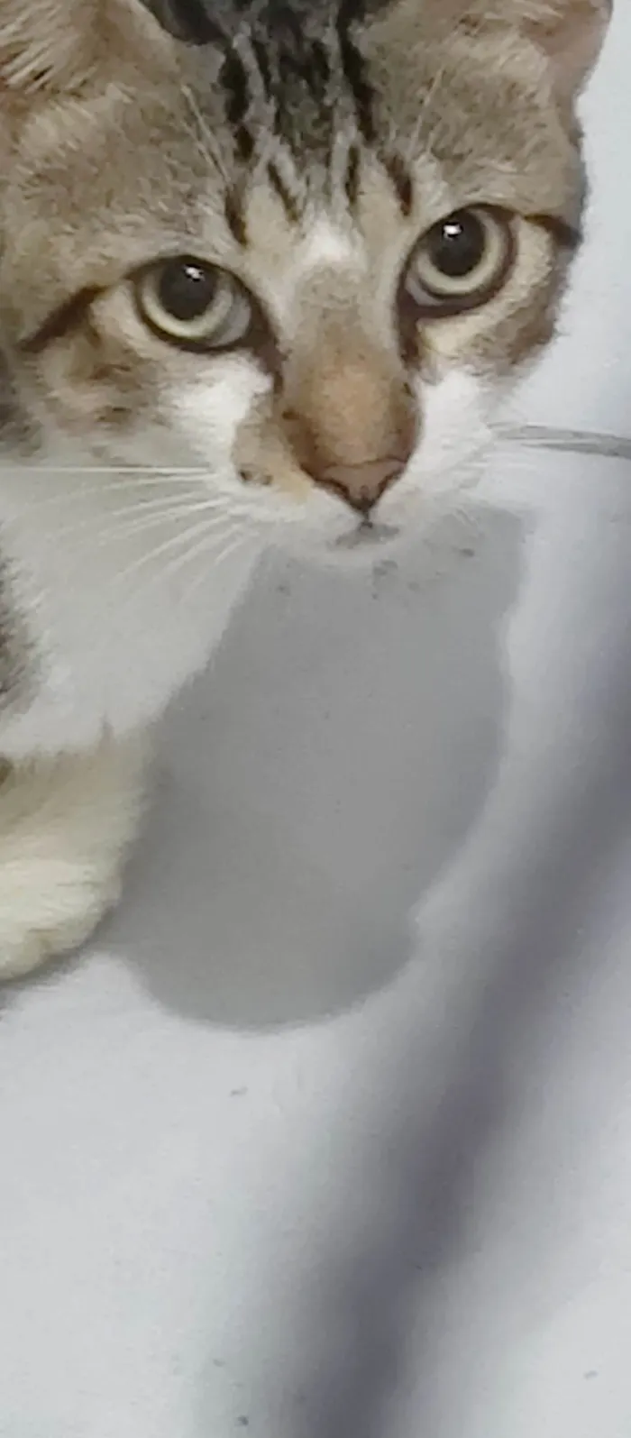 Gato ra a SRD-ViraLata idade 7 a 11 meses nome Brilhoso