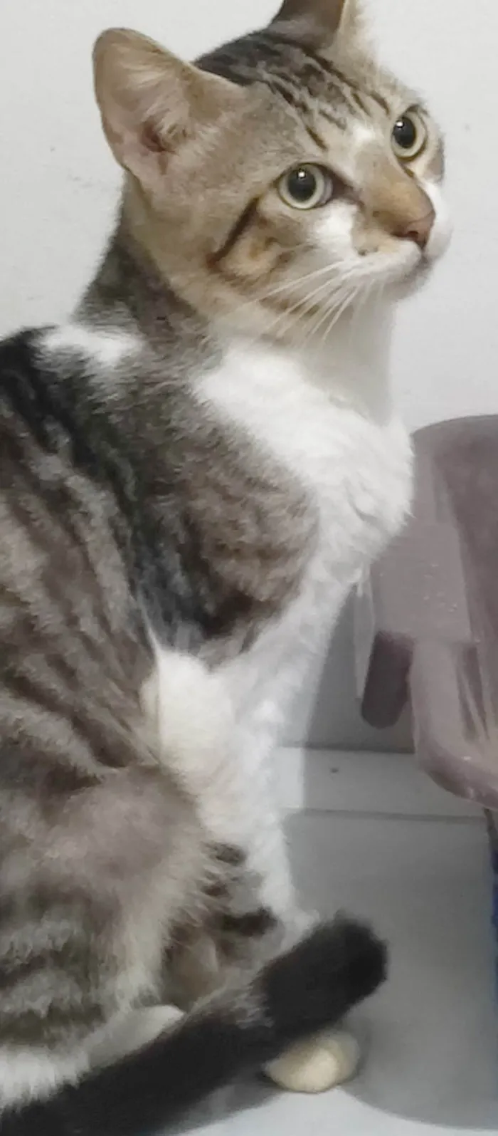 Gato ra a SRD-ViraLata idade 7 a 11 meses nome Brilhoso