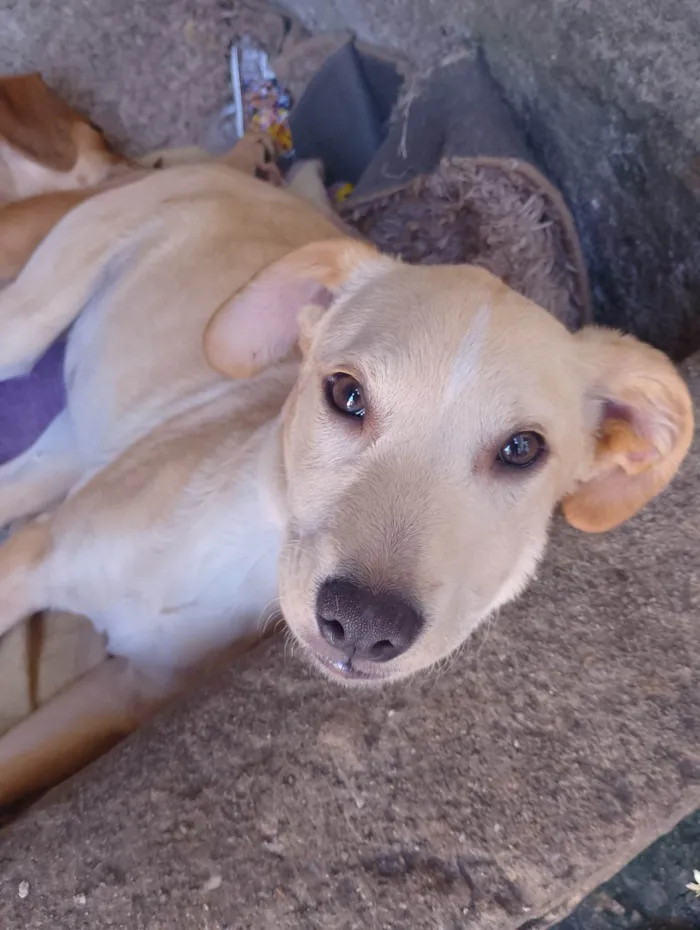 Cachorro ra a SRD-ViraLata idade 2 a 6 meses nome Galego