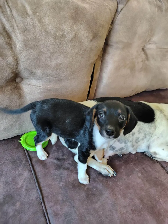 Cachorro ra a SRD-ViraLata idade 2 a 6 meses nome Lili