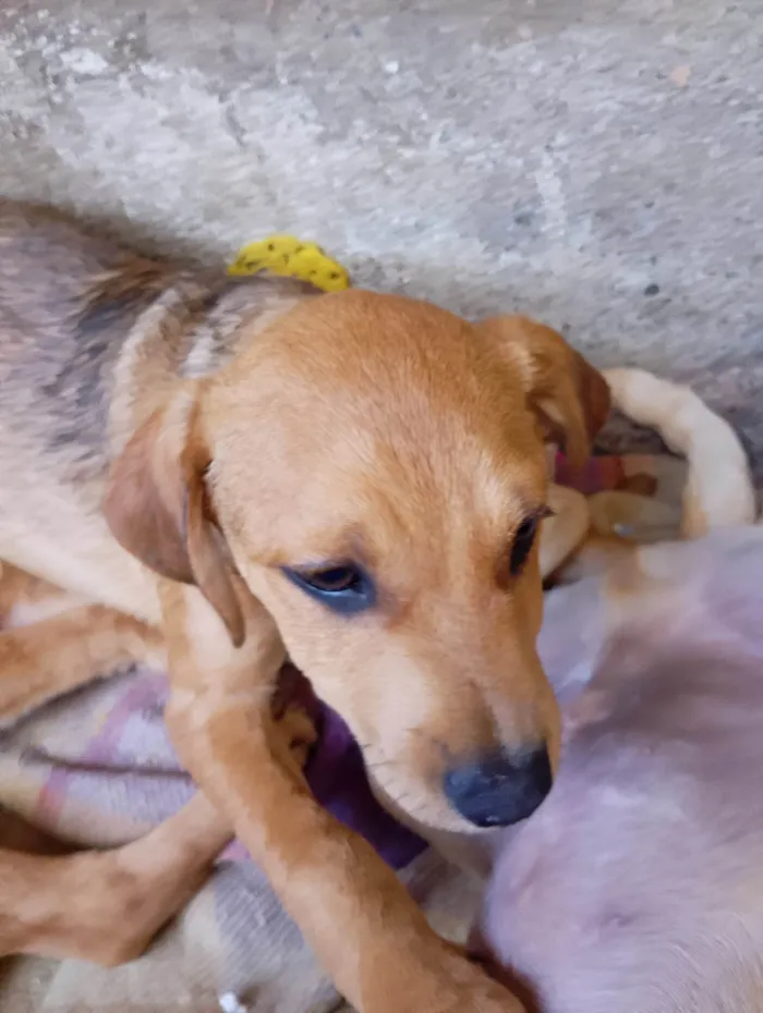 Cachorro ra a SRD-ViraLata idade 2 a 6 meses nome Julho