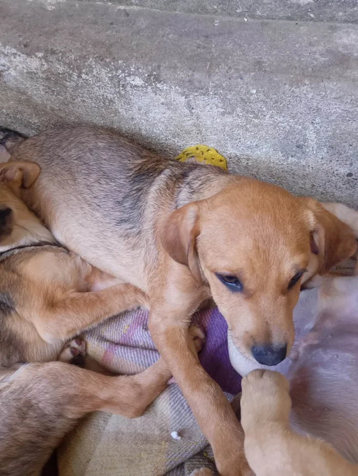 Cachorro ra a SRD-ViraLata idade 2 a 6 meses nome Julho