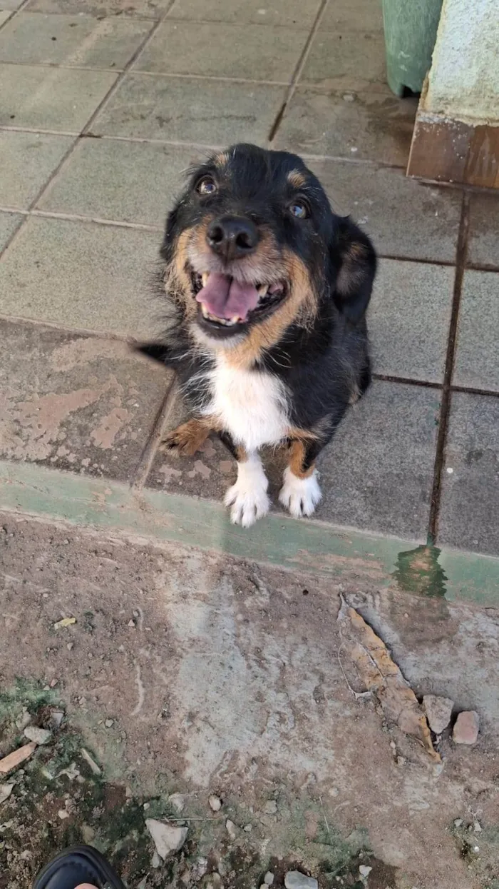 Cachorro ra a SRD-ViraLata idade 3 anos nome Lolla