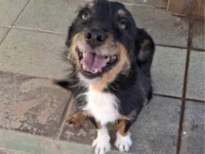 Cachorro raça SRD-ViraLata idade 3 anos nome Lolla