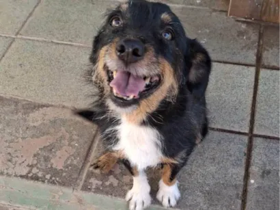 Cachorro raça SRD-ViraLata idade 3 anos nome Lolla