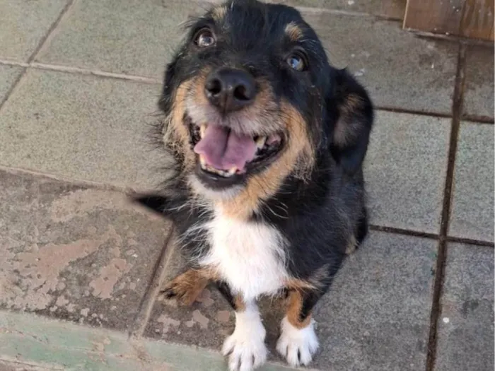 Cachorro ra a SRD-ViraLata idade 3 anos nome Lolla