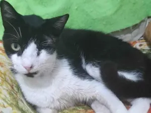 Gato raça SRD-ViraLata idade 7 a 11 meses nome Vitório 