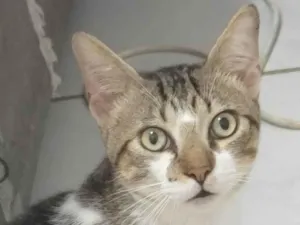 Gato raça SRD-ViraLata idade 7 a 11 meses nome Brilhoso