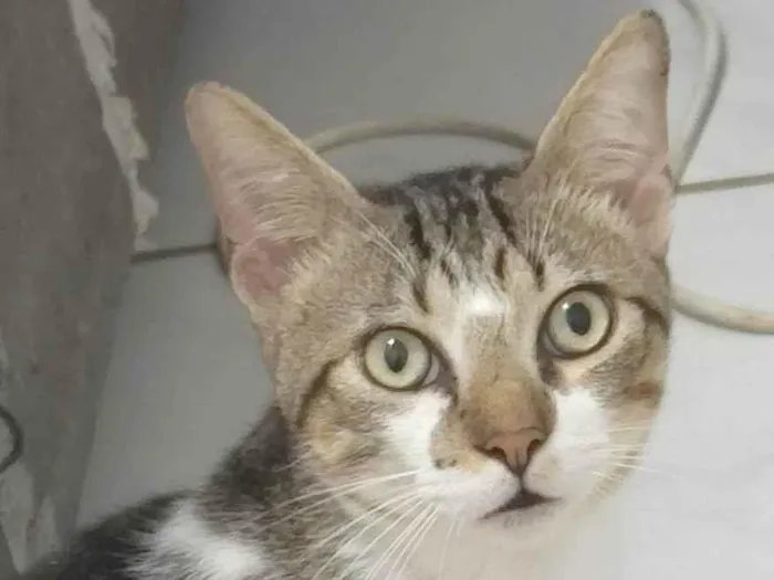 Gato ra a SRD-ViraLata idade 7 a 11 meses nome Brilhoso