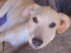 Cachorro raça SRD-ViraLata idade 2 a 6 meses nome Galego