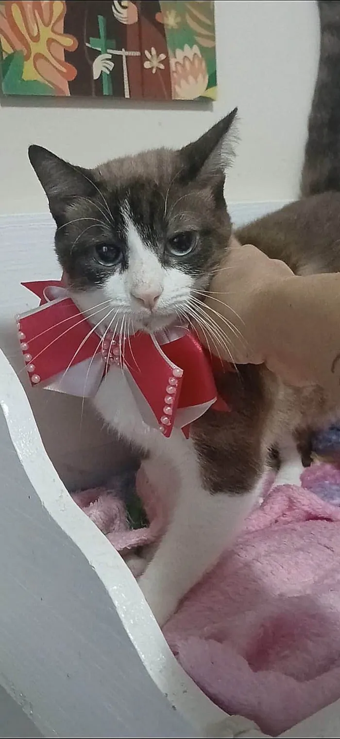 Gato ra a SRD-ViraLata idade 1 ano nome Poly