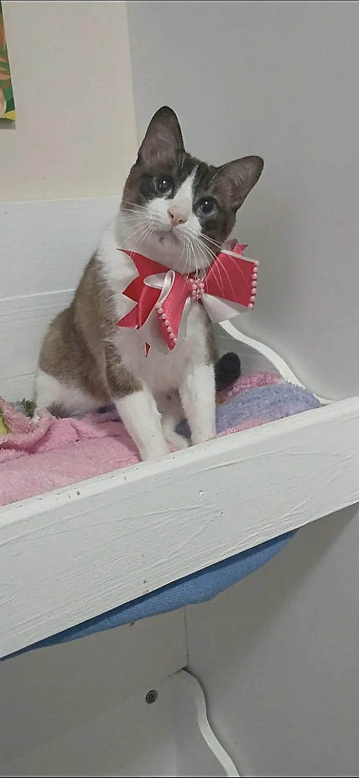 Gato ra a SRD-ViraLata idade 1 ano nome Poly