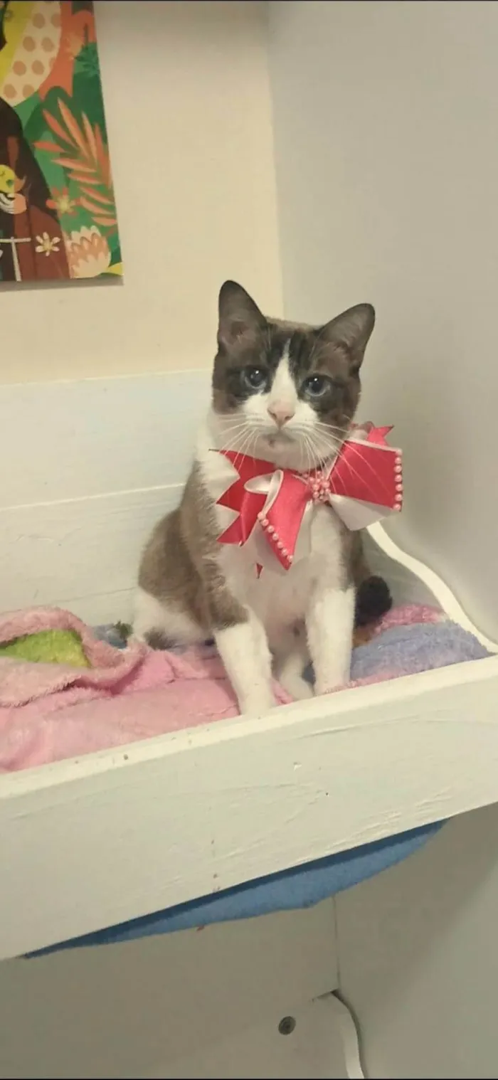 Gato ra a SRD-ViraLata idade 1 ano nome Poly