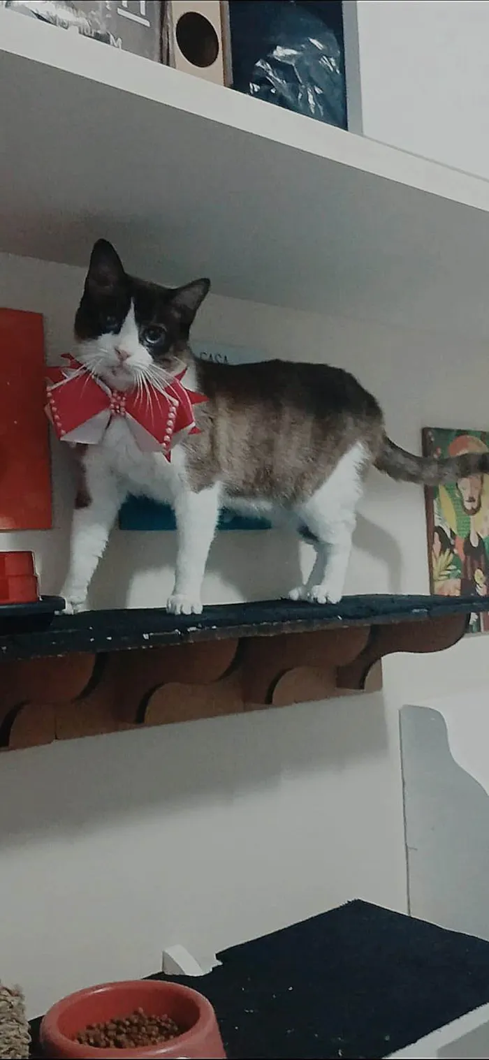 Gato ra a SRD-ViraLata idade 1 ano nome Poly