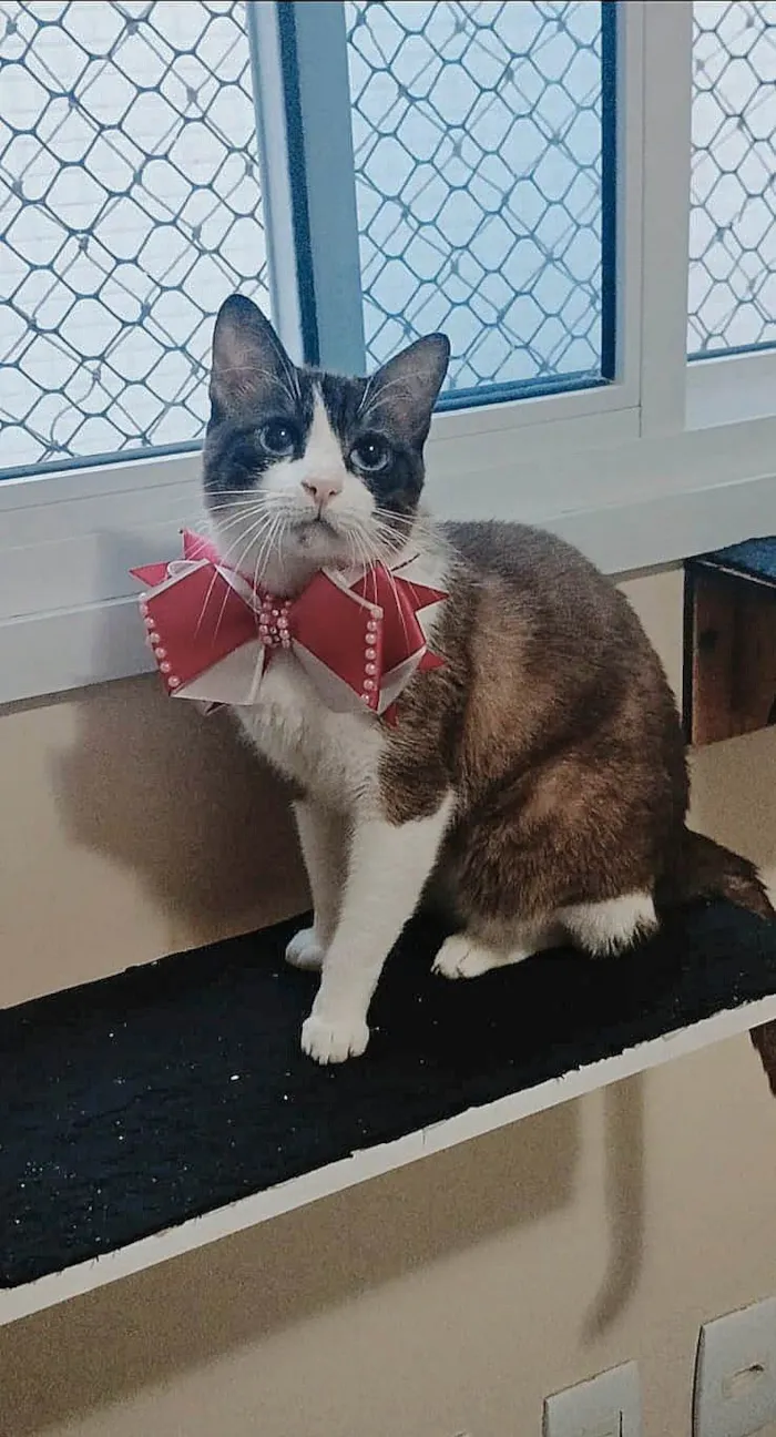 Gato ra a SRD-ViraLata idade 1 ano nome Poly