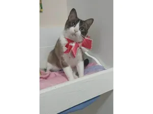 Gato raça SRD-ViraLata idade 1 ano nome Poly