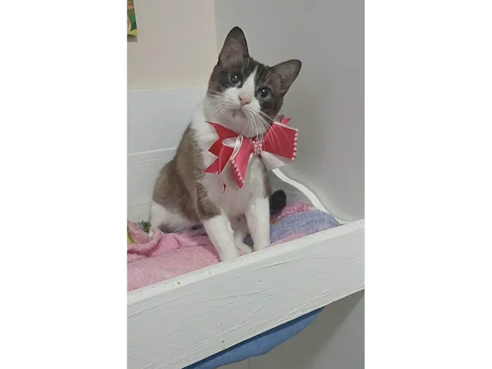 Gato ra a SRD-ViraLata idade 1 ano nome Poly