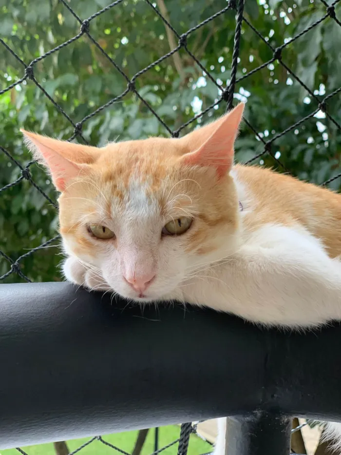 Gato ra a SRD-ViraLata idade 2 anos nome Abel 