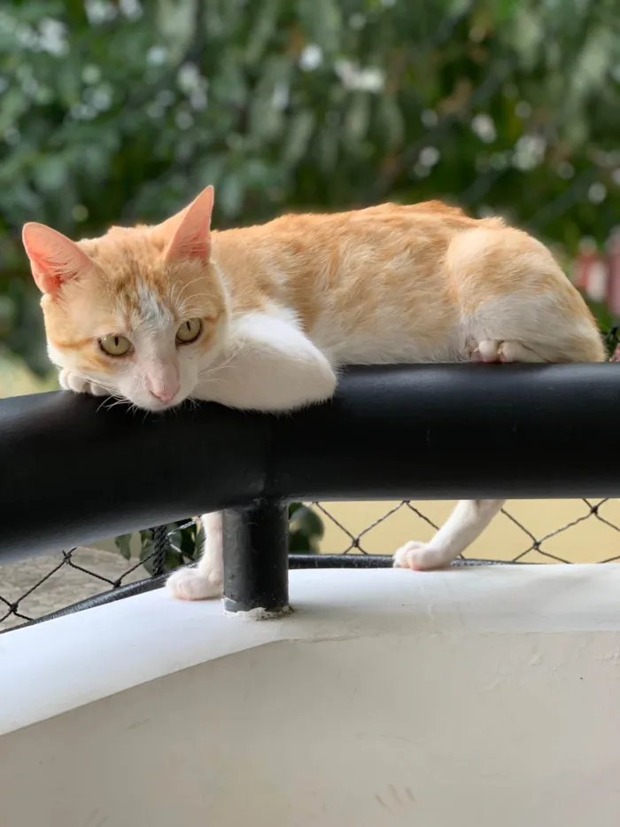 Gato ra a SRD-ViraLata idade 2 anos nome Abel 